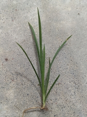 Plantago aristata