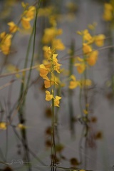 Utricularia cornuta image
