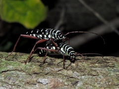 Placosternus guttatus