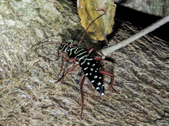 Placosternus guttatus