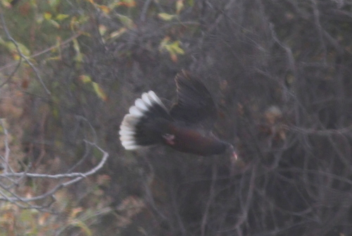 Paloma rabiche (Columba junoniae)