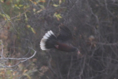 Columba junoniae