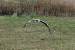 Ardea cinerea