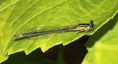 Ischnura elegans