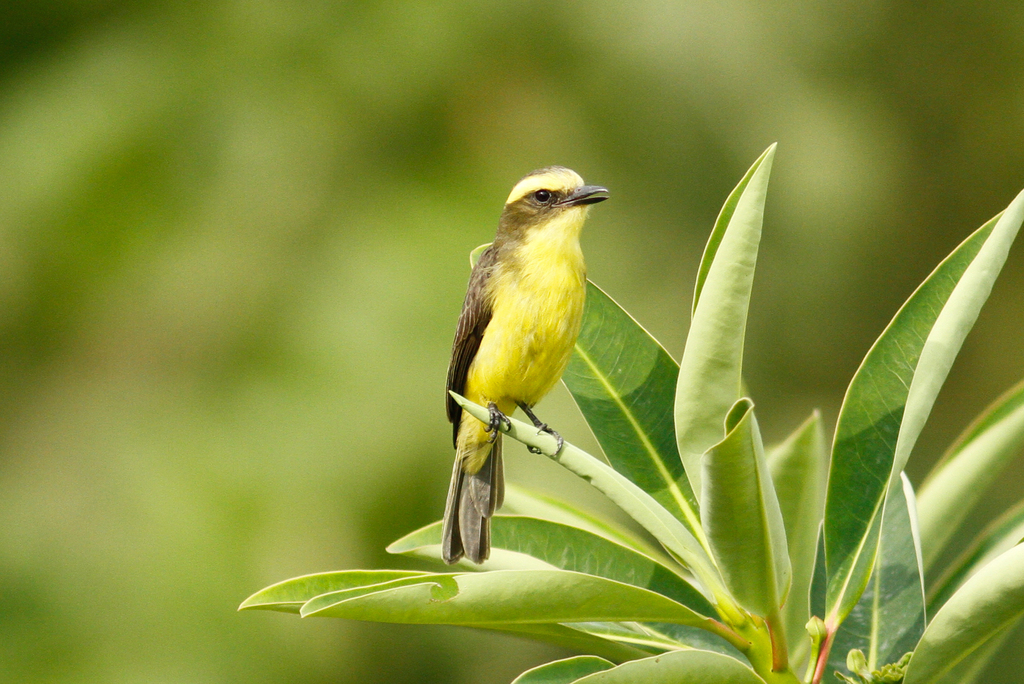 Lemon-Browed Flycatcher