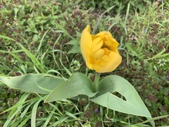 Tulipa gesneriana