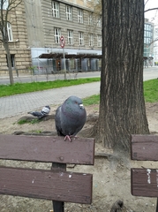 Columba livia domestica