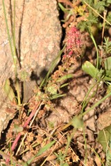 Rumex bucephalophorus