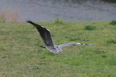 Ardea cinerea