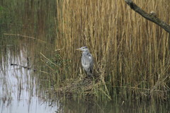Ardea cinerea