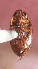 Suphisellus semipunctatus