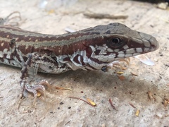 Aspidoscelis maximus