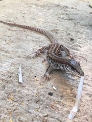 Aspidoscelis maximus