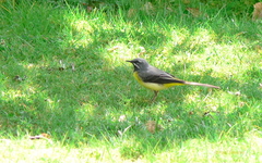 Motacilla cinerea patriciae