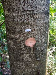 Enterolobium contortisiliquum