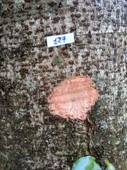 Enterolobium contortisiliquum