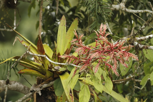Tillandsia maculata