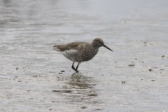 Tringa totanus