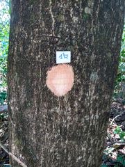 Enterolobium contortisiliquum