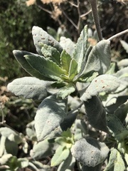 Eriodictyon traskiae smithii