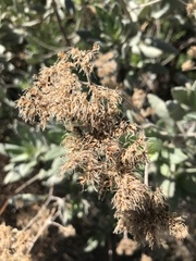 Eriodictyon traskiae smithii