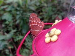 Oxeoschistus simplex