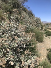 Eriodictyon traskiae smithii