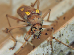 Eburia maccartyi