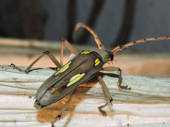 Eburia maccartyi
