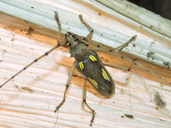 Eburia maccartyi