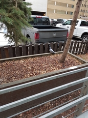 Columba livia domestica