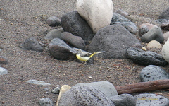 Motacilla cinerea patriciae