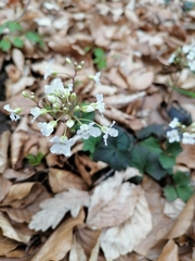 Cardamine trifolia