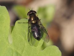 Melangyna quadrimaculata