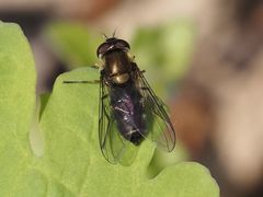 Melangyna quadrimaculata