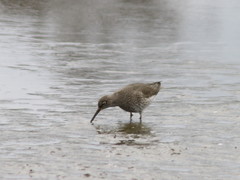 Tringa totanus