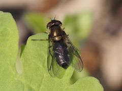 Melangyna quadrimaculata