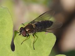 Melangyna quadrimaculata