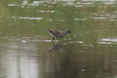 Tringa totanus