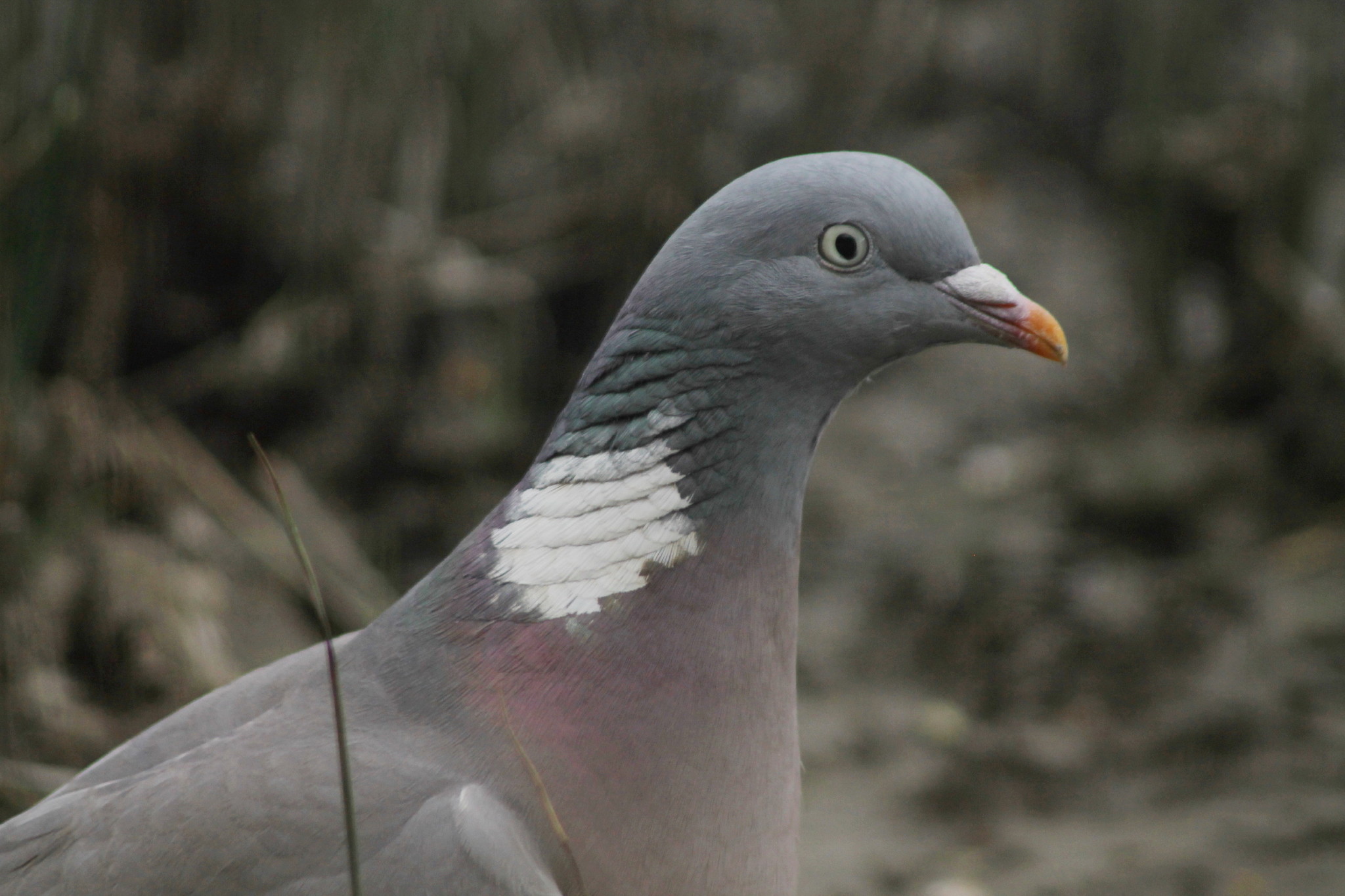 Common Wood Pigeon