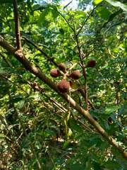 Guarea macrophylla