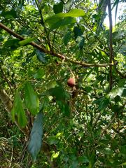 Guarea macrophylla