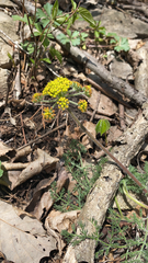 Lomatium foeniculaceum