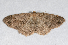 Melanolophia imitata