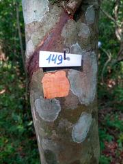 Diatenopteryx sorbifolia