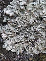 Flavoparmelia soredians