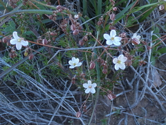 Pharnaceum aurantium
