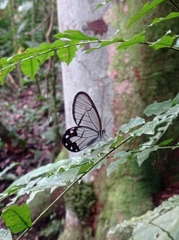 Pseudohaetera hypaesia