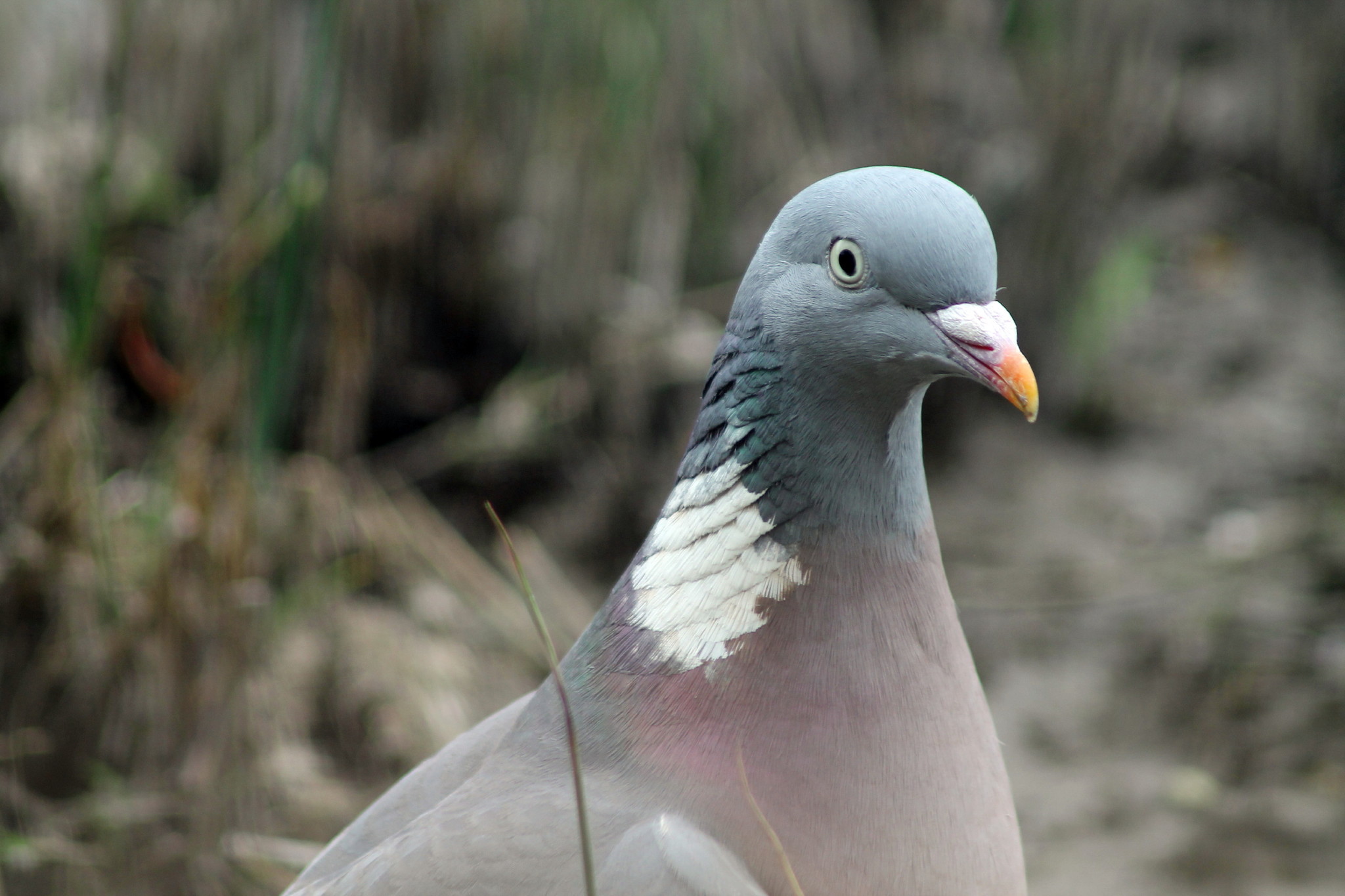 Common Wood Pigeon