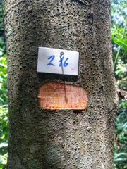 Senegalia polyphylla